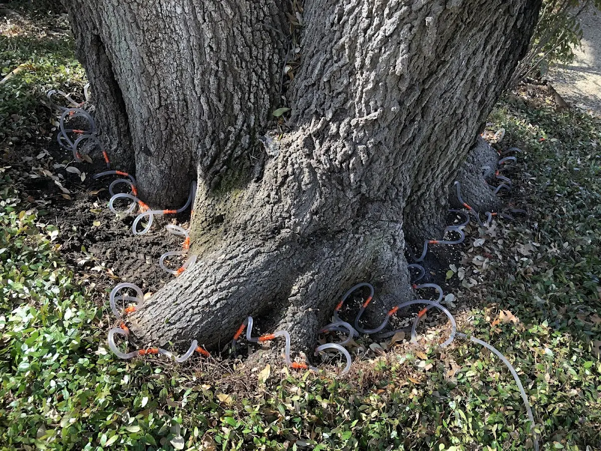 Detailed Tree Cabling and Bracing job site in Loganville