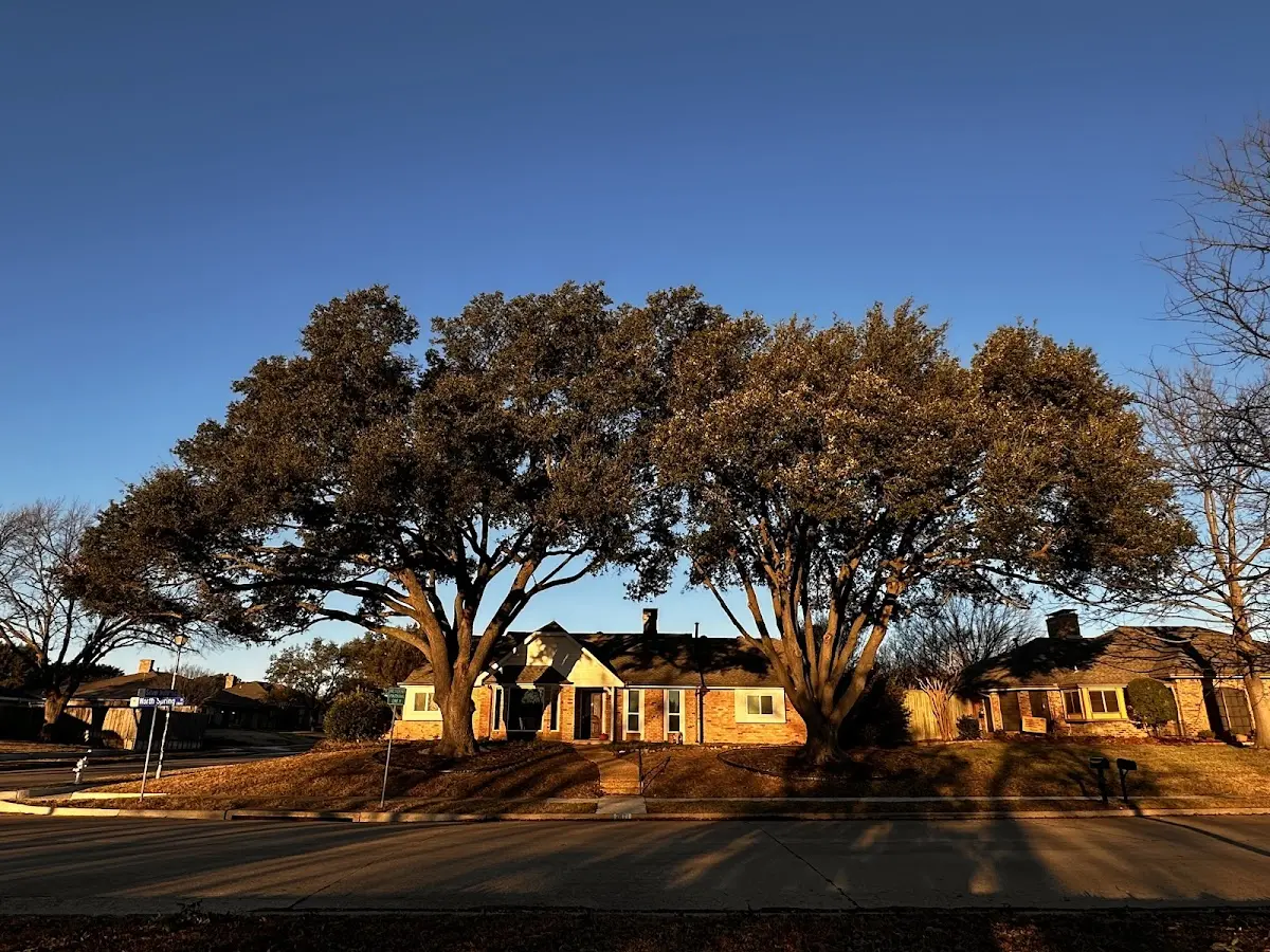 Established residential canopy tree shading a home in Loganville